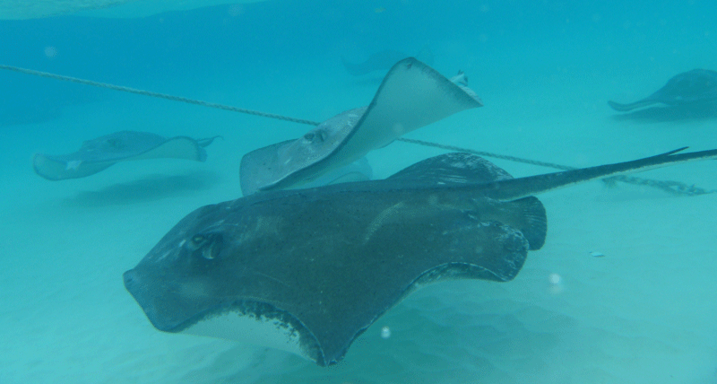 stingray grand cayman